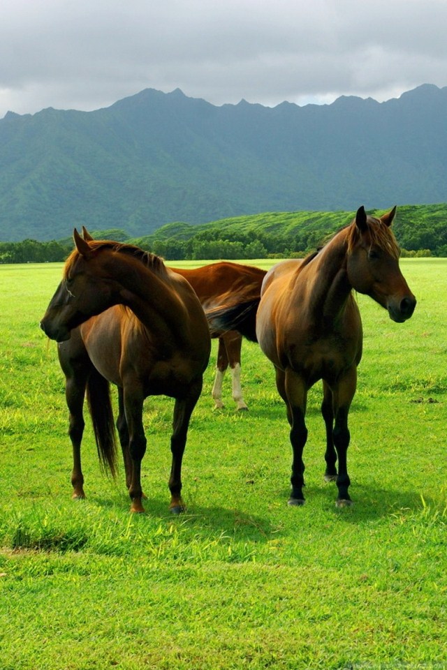 Mobile Wallpaper Animals Horses On Pasture iPhone