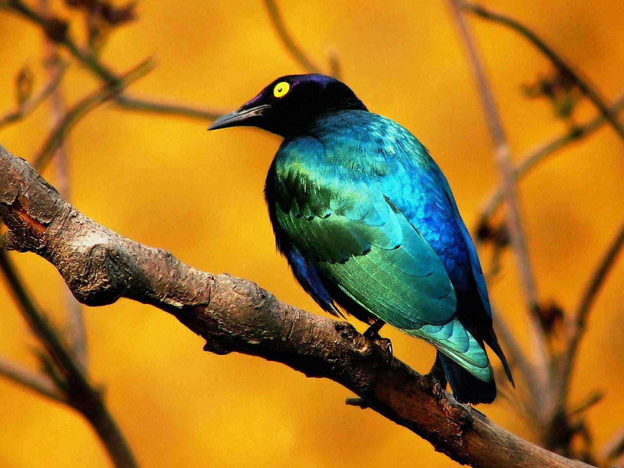 A vibrant blue and green starling perched on a branch against a blurred golden background