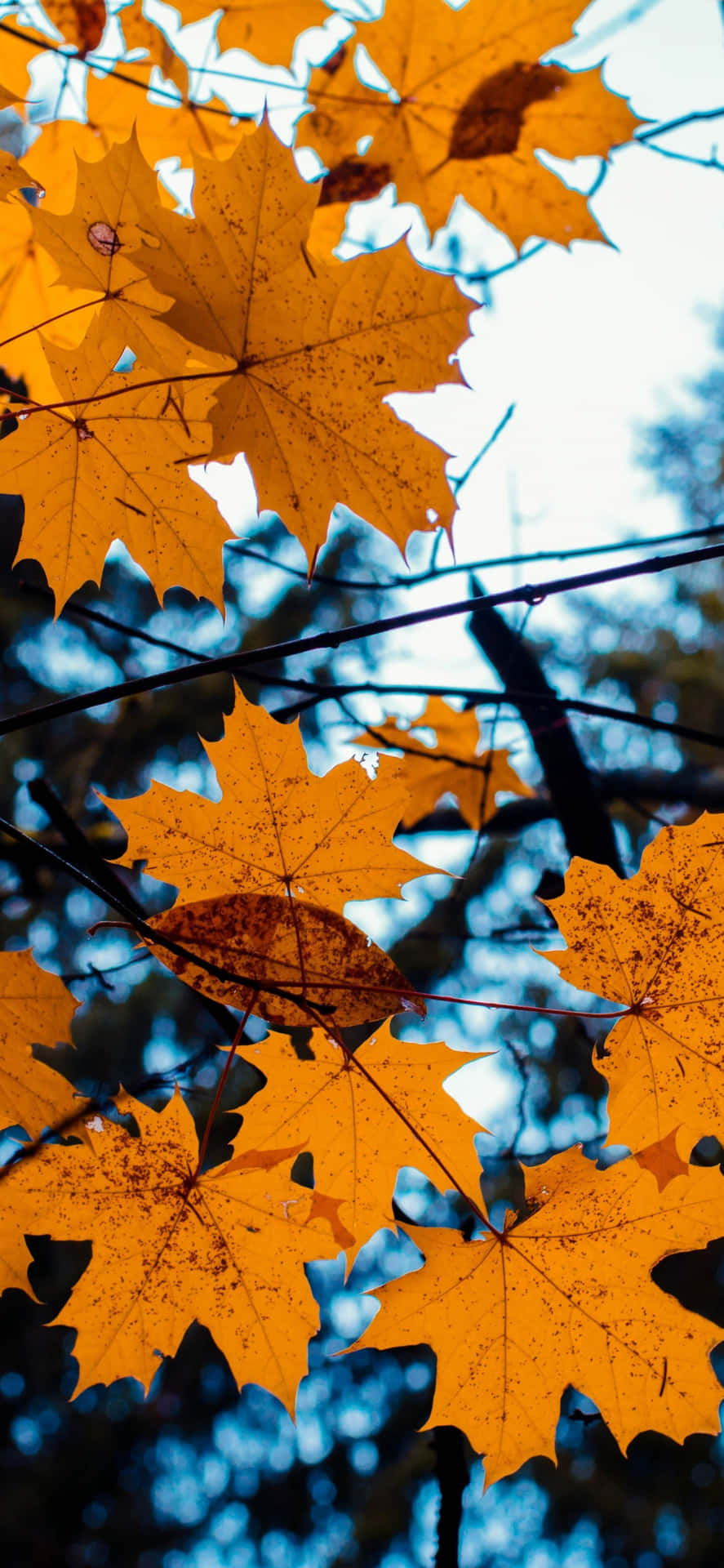 Autumn Phone Wallpaper