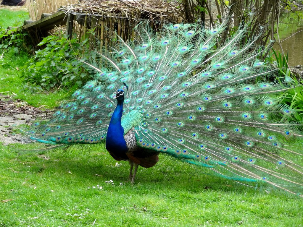 Peacock Dancing HD Wallpaper Daily Pics Update