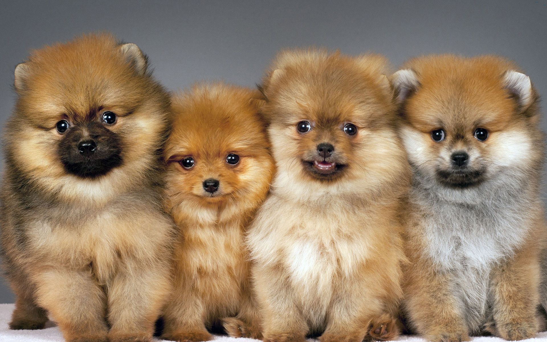 Teacup Pomeranian Wallpaper