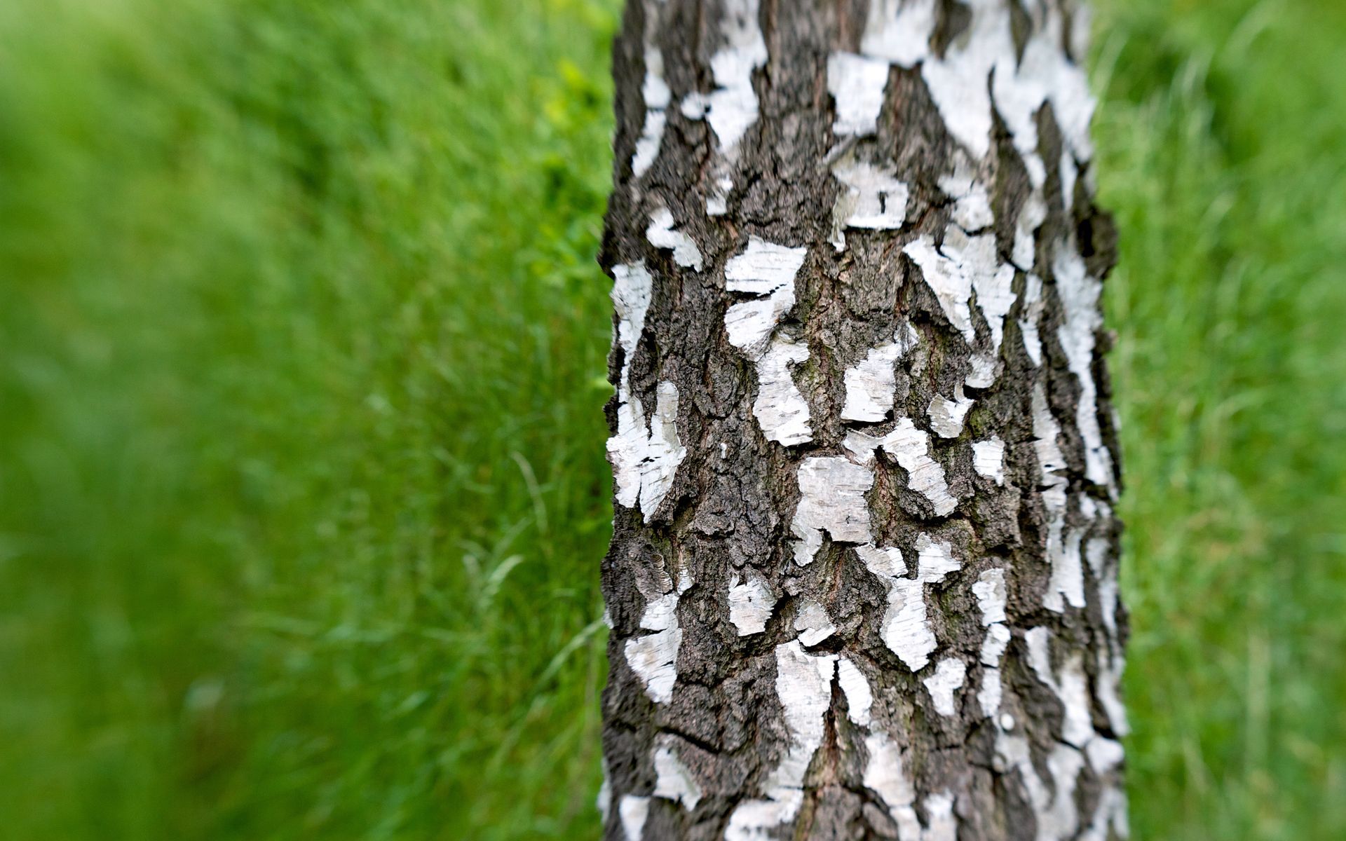 Birch Tree Trunk Wallpaper Background