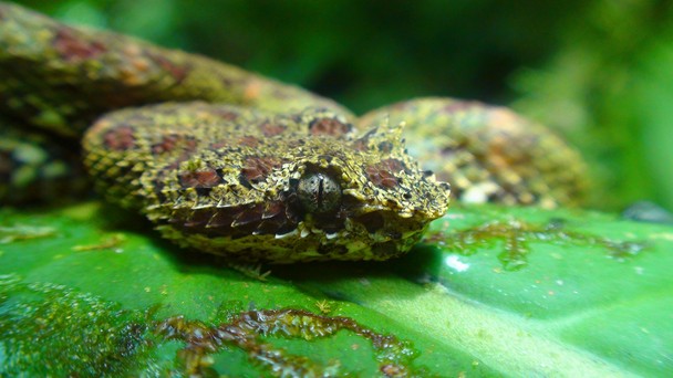 Costa Rican Eyelash Viper National Geographic Photo Contest