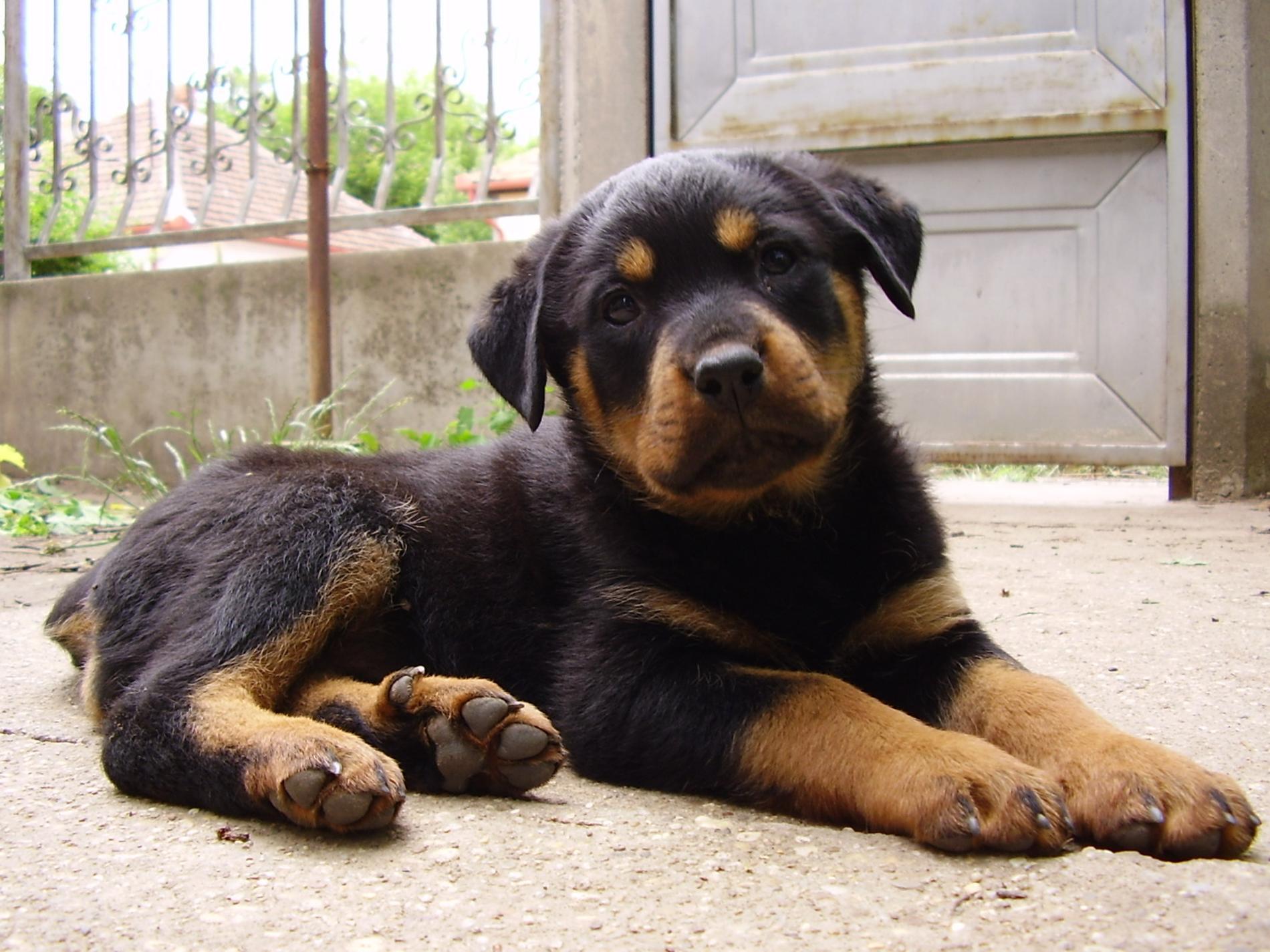 Rottweiler Image Beautiful HD Wallpaper And Background