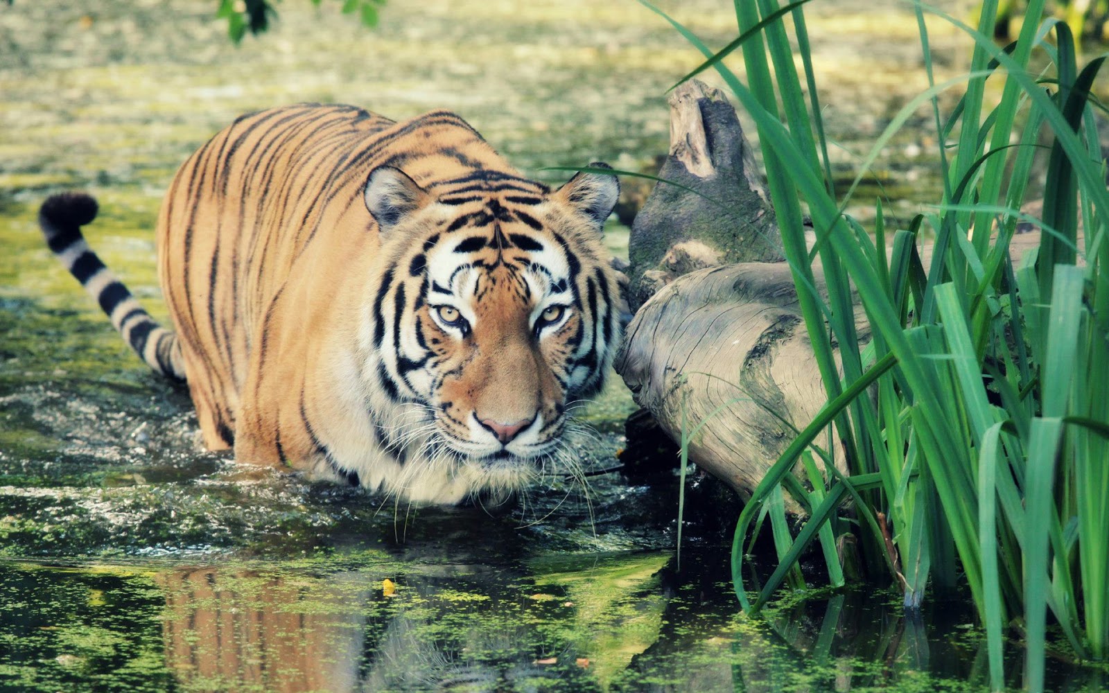Wildlife Of The World Tiger Desktop Wallpaper HD