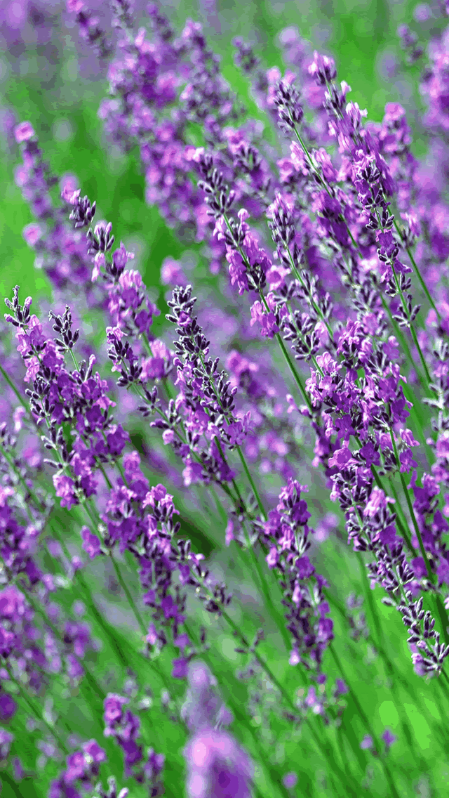 iPhone Wallpaper HD Purple Flowers