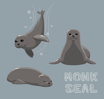 Monk Seal Cartoon Vector Illustration Wallpaper