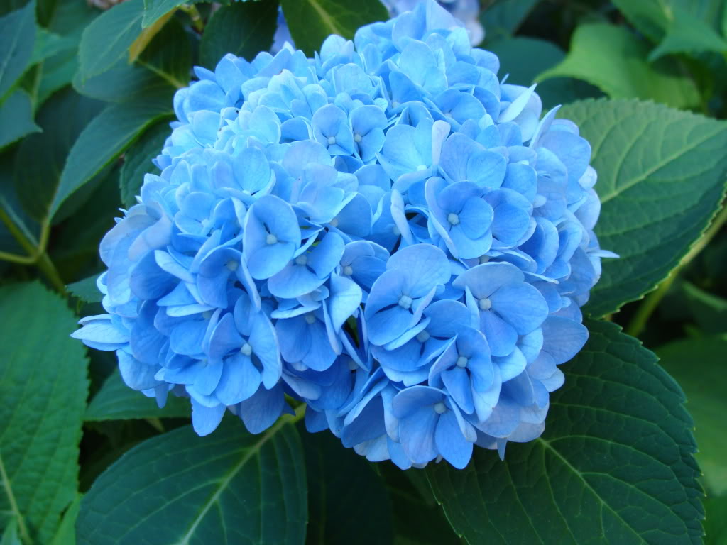 Blue Hydrangea Graphics Code Ments Pictures