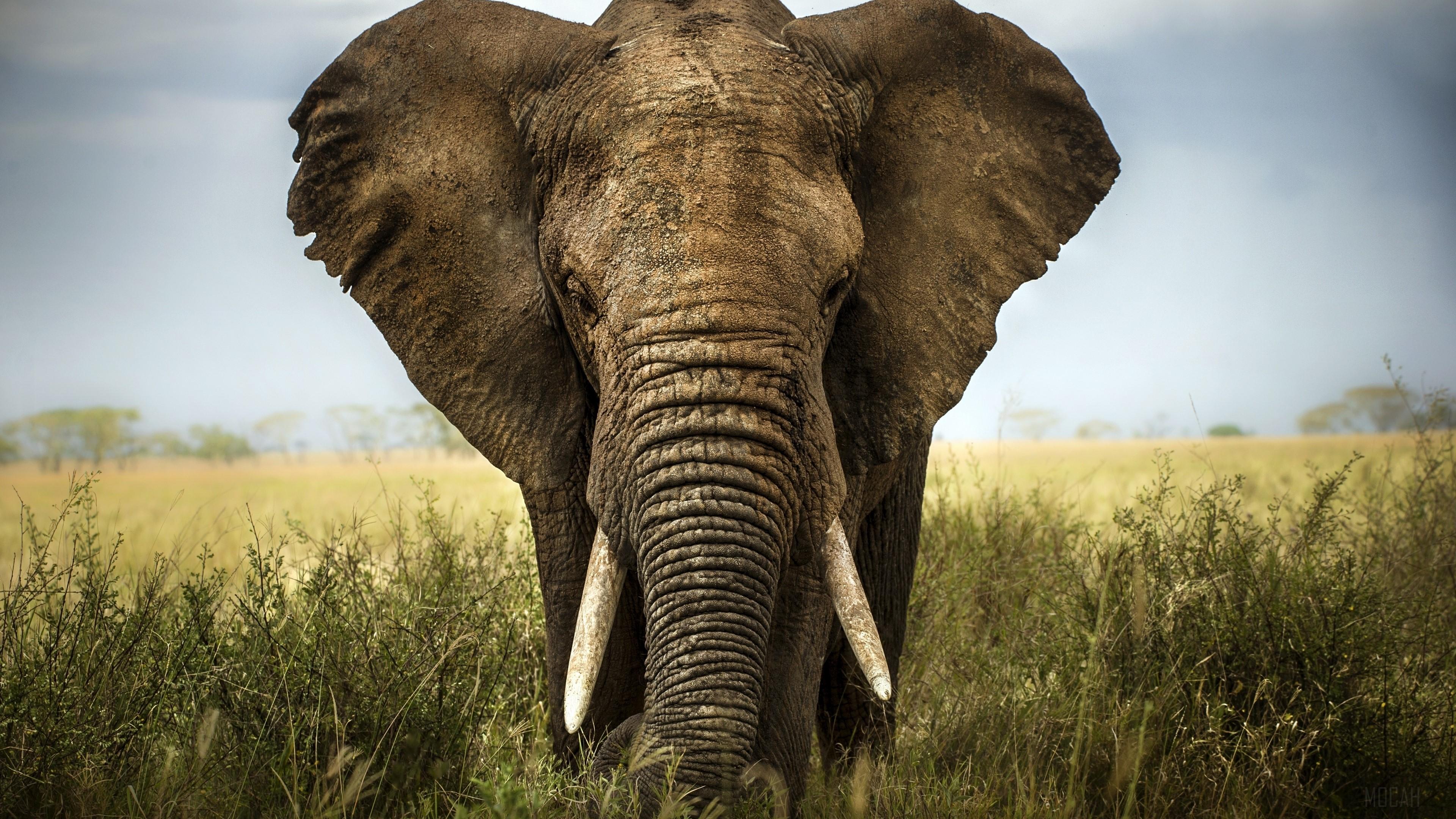 Elephant Grass 4k Rare Gallery HD Wallpaper