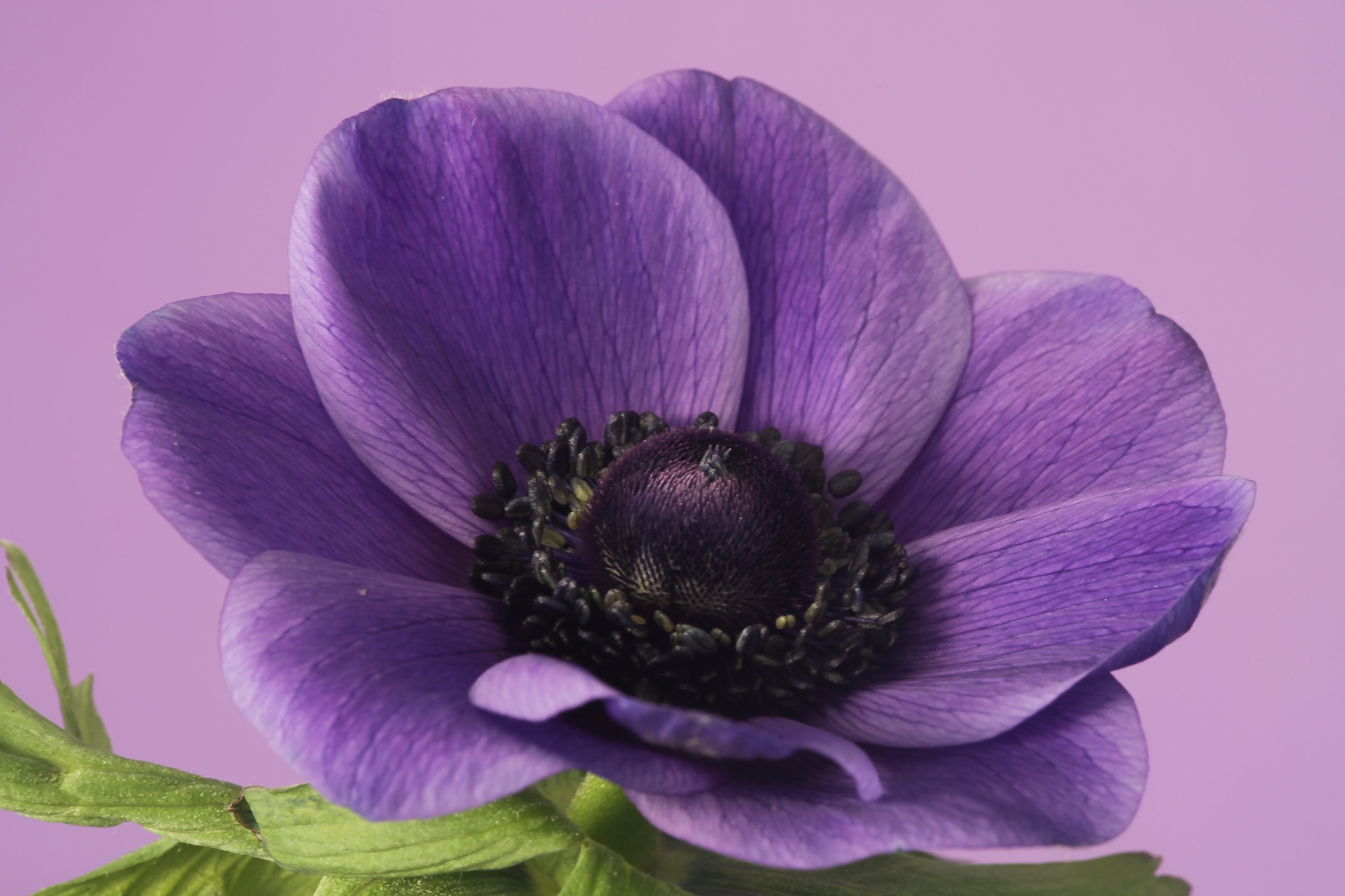 Petal Flower Nature Anemone HD Wallpaper
