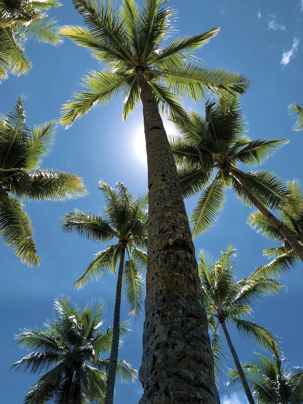 Best 500 Coconut Tree Pictures [HD] Download Images on 1000x1333