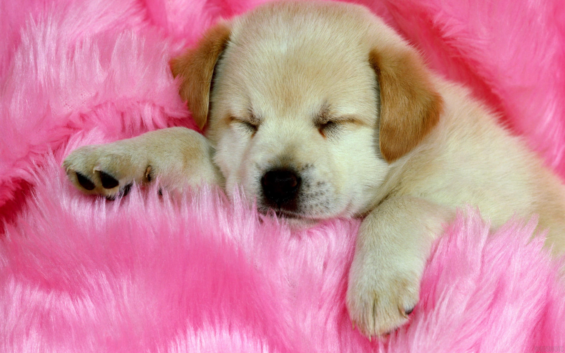 Cute Puppy Wallpaper In HD