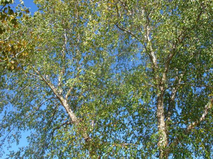 50+ Birch Wallpaper for Sale Canada on WallpaperSafari