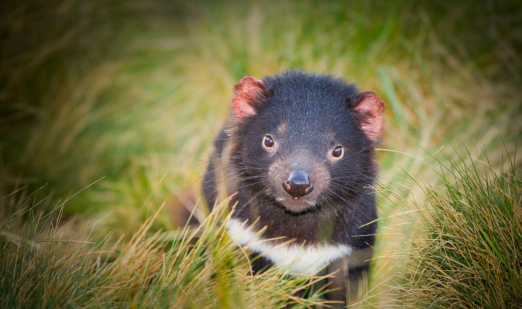 Tasmanian Devil Animal Wallpaper Px