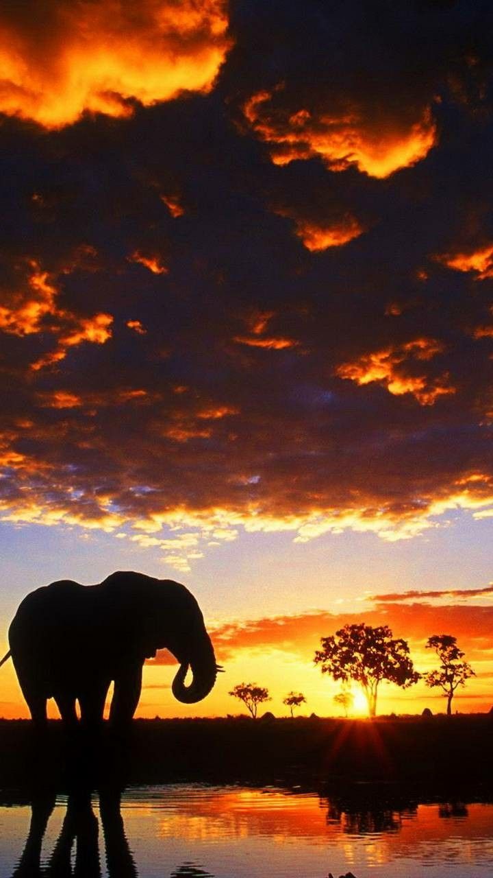 An Image Of Elephant With A Sunset In The Background