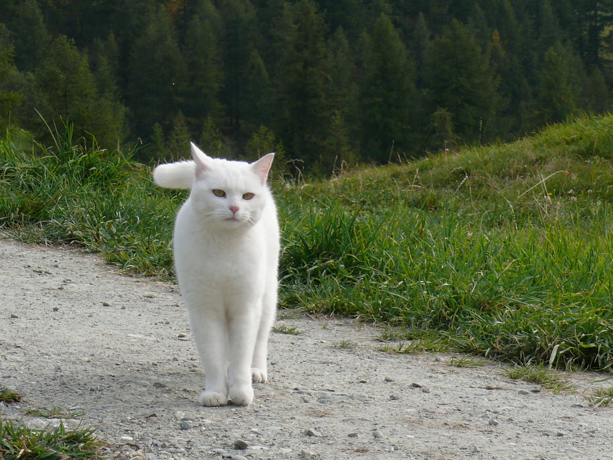 White Cat Walking In The Hills Wallpaper And Image