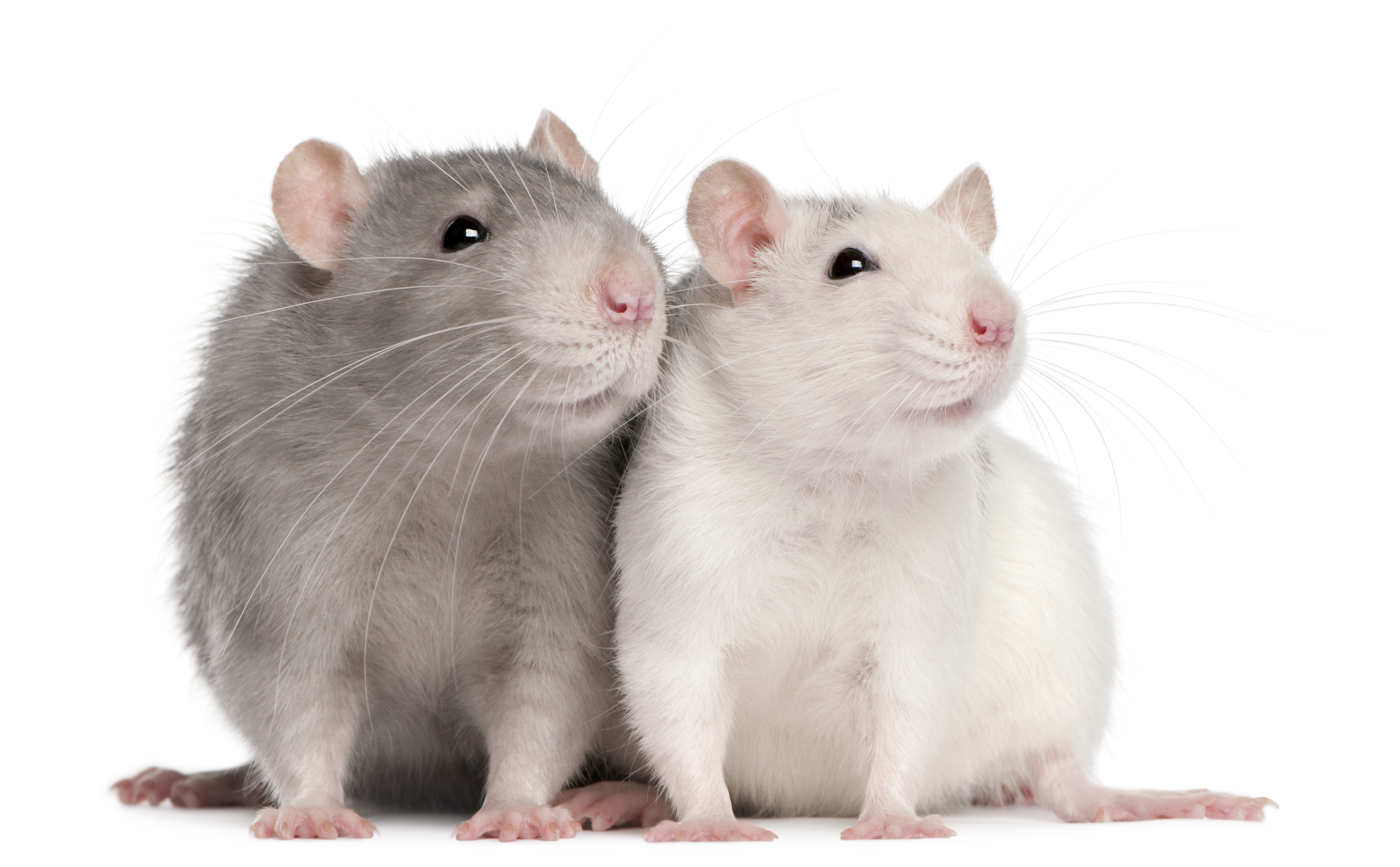 Two Rats Months Old In Front Of White Background