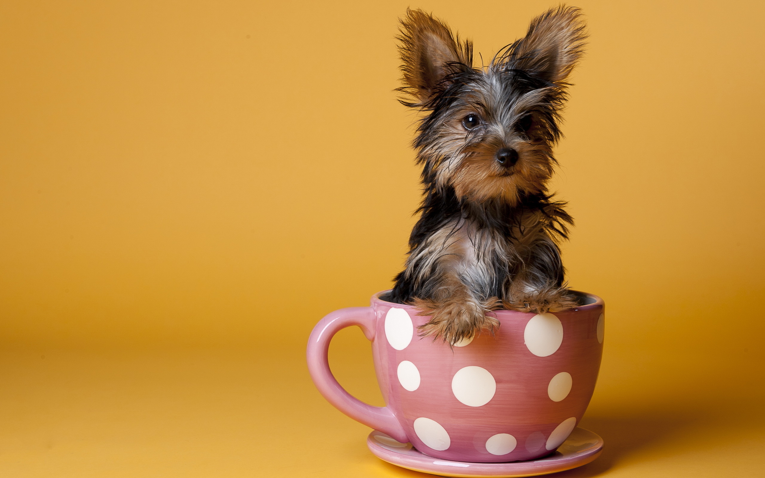 Dog In Tea Cup HD Wallpaper Res Desktopas