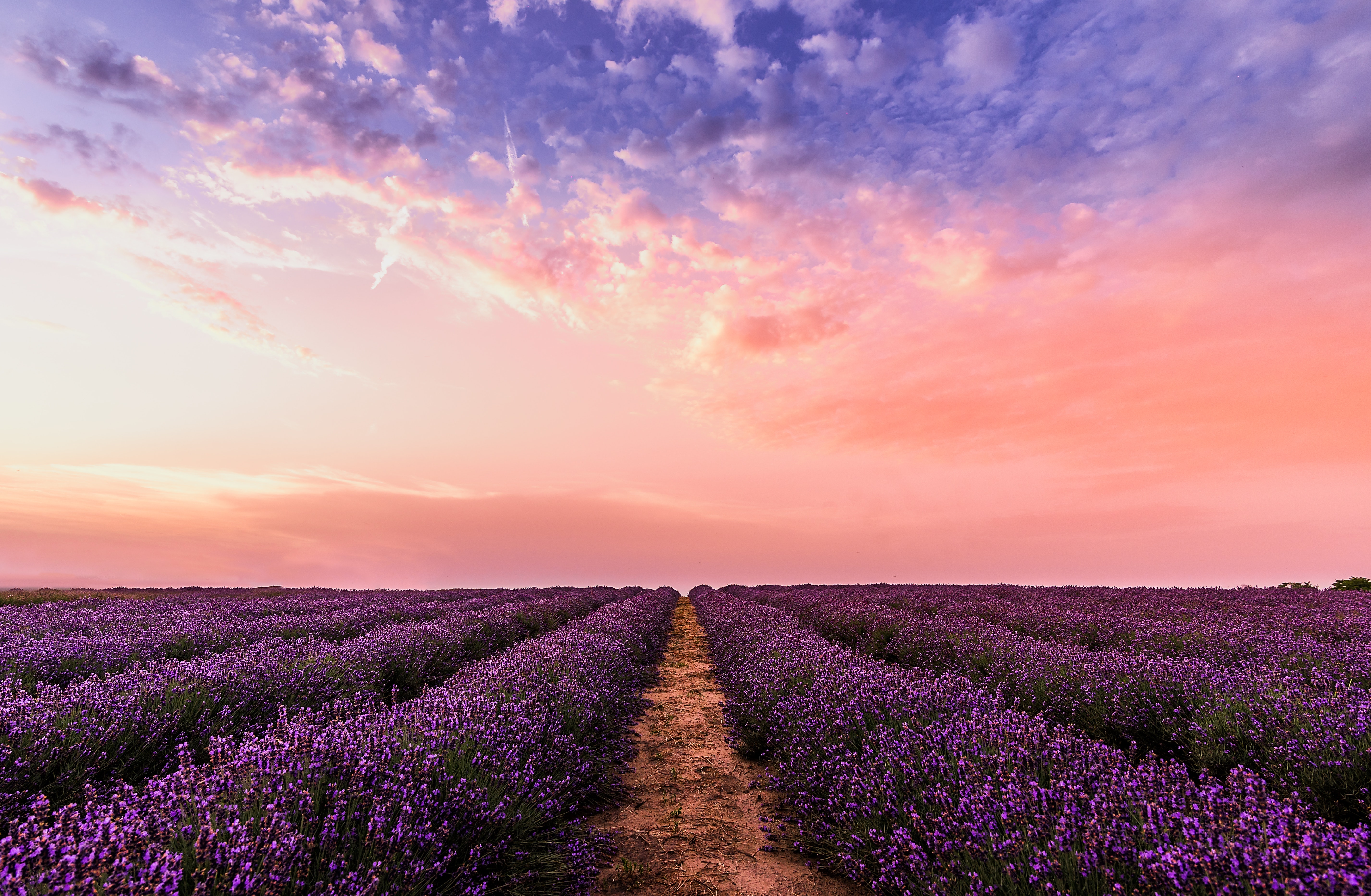 Lavender Field Under Pink Sky 5k Wallpaper HD Nature 4k