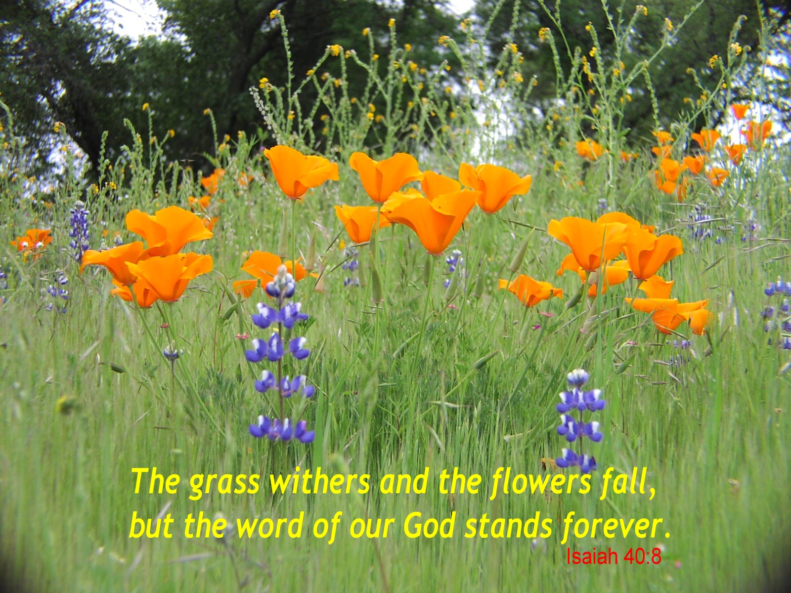 Free Download Inspirational Wallpaper Spring Summer Flowers Bible Free Download Inspirational Wallpaper Spring Summer Flowers Bible