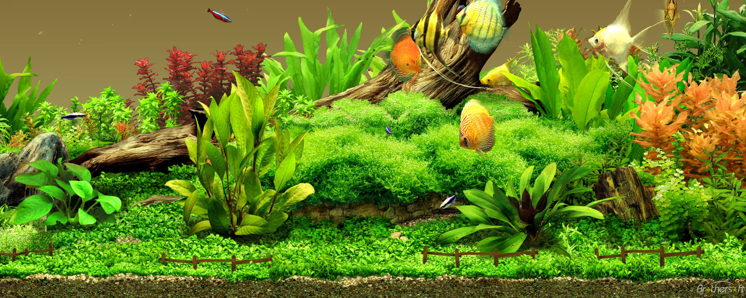 Free Download 25 Aquarium Backgrounds Wallpapers Images Pictures 