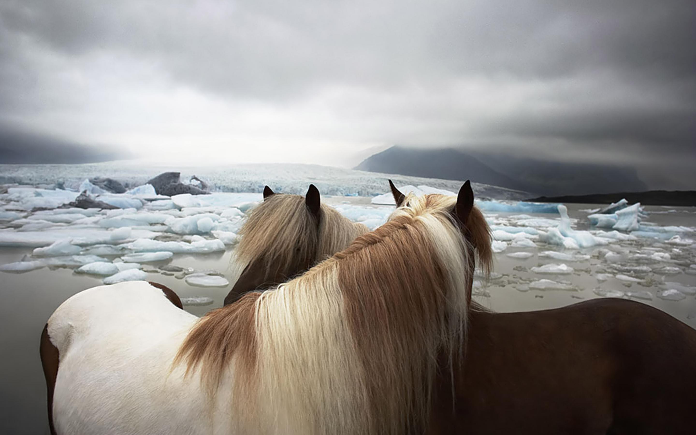 Horses On The Beach Wallpaper And Image Pictures
