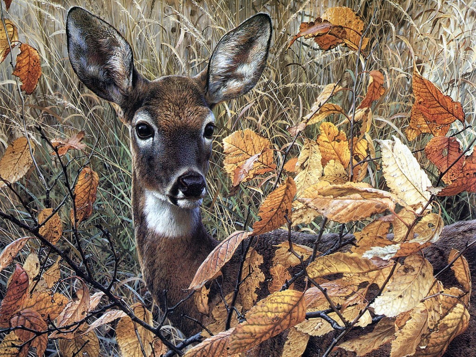 Wallpaper Deer Whitetail