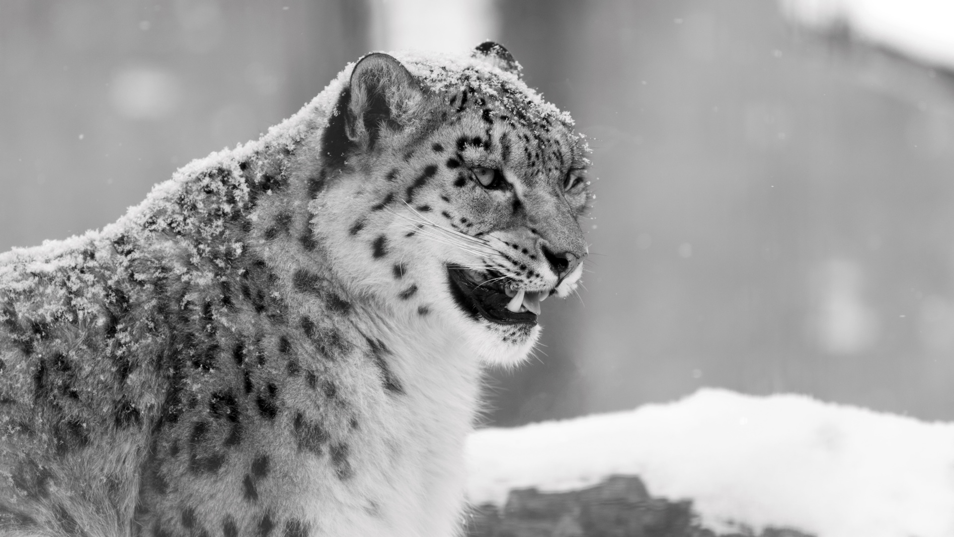 Snow Leopard Ultra HD Wallpaper UHD