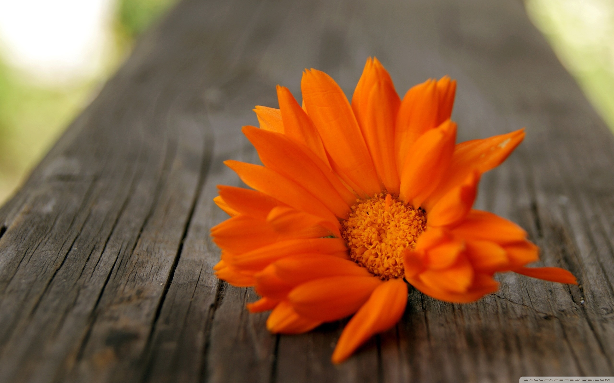 Beautiful Orange Flower 4K HD Desktop Wallpaper for 4K Ultra HD