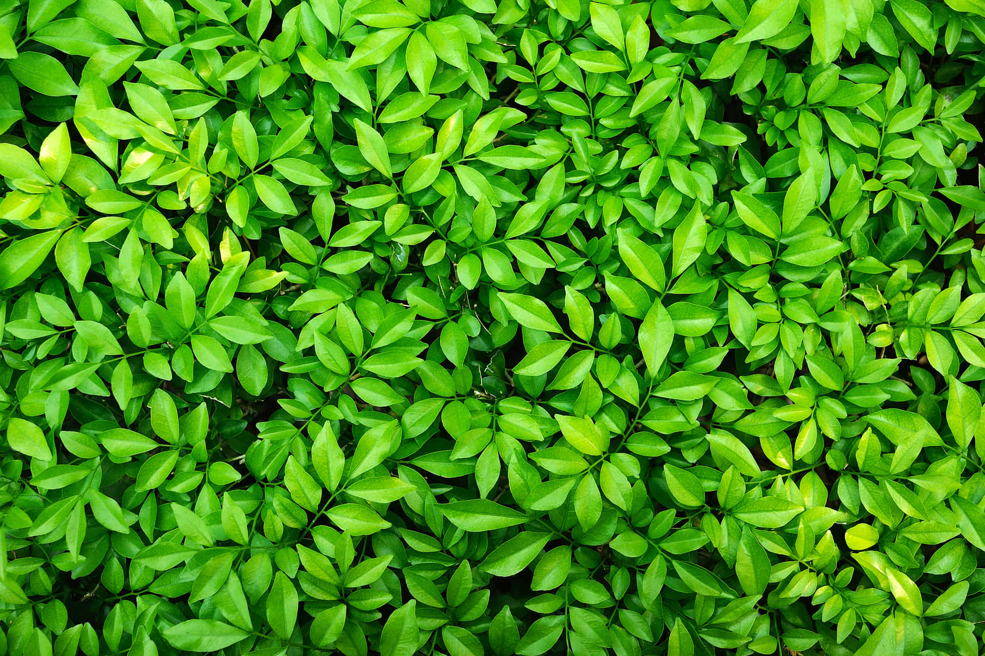 Green Leaves Background S Wallpaper