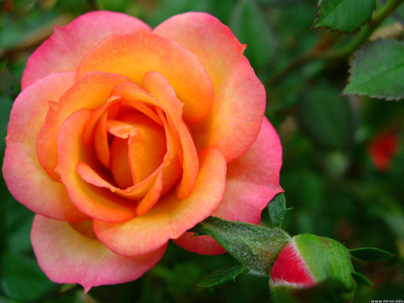 Orange Pink Rose High Quality And Resolution Wallpaper