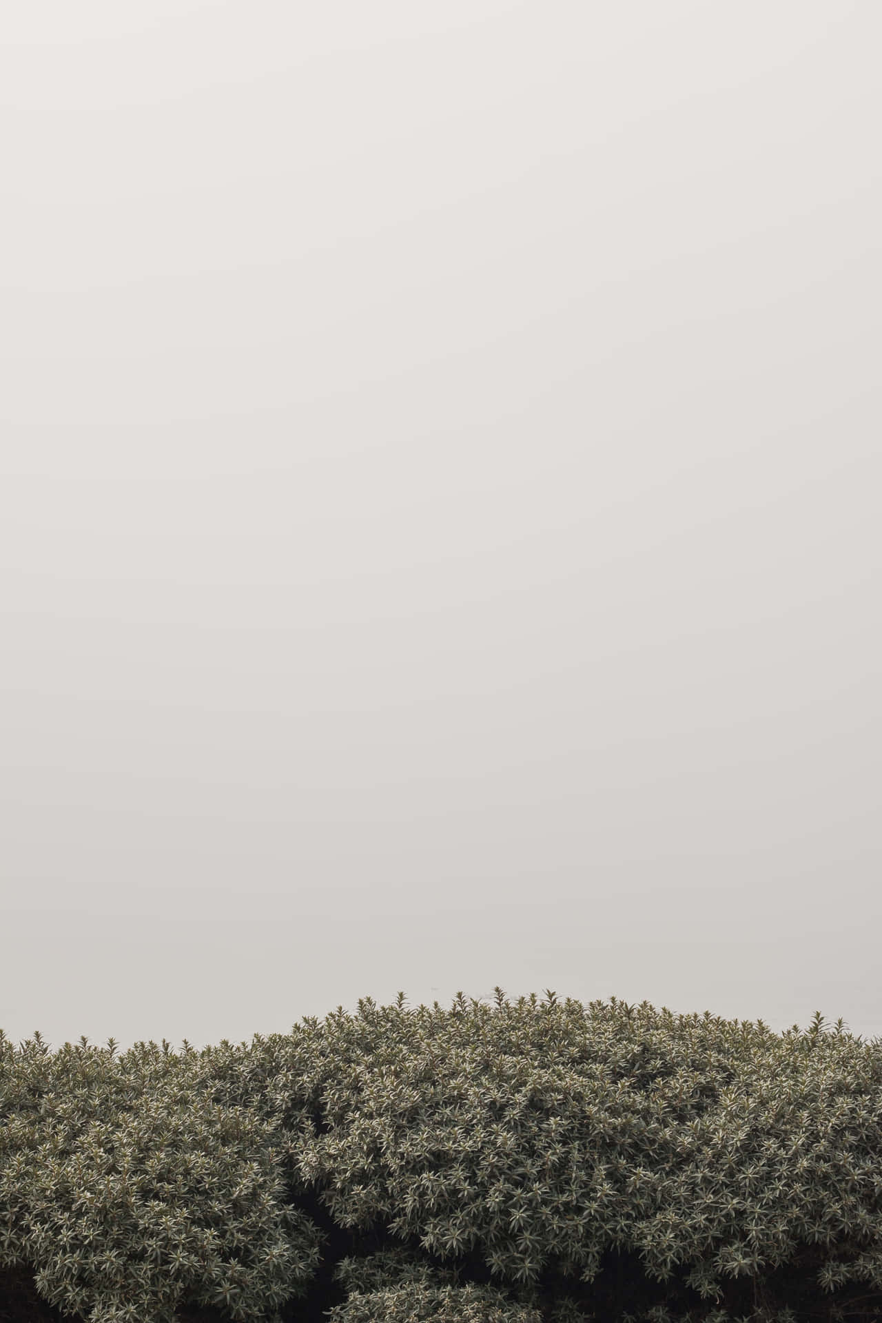 Aesthetic Minimalist iPhone Wallpaper