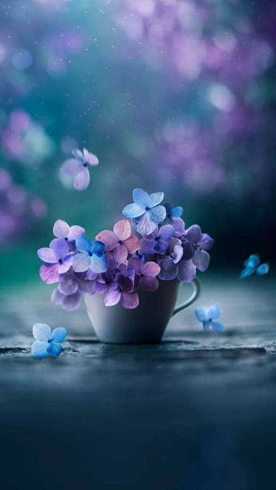 Beautiful Flower Wallpaper For iPhone Blue