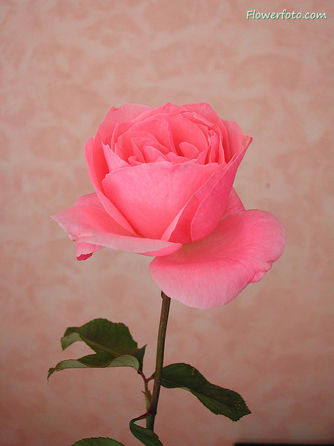 Rose Flowers Wallpaper Flower