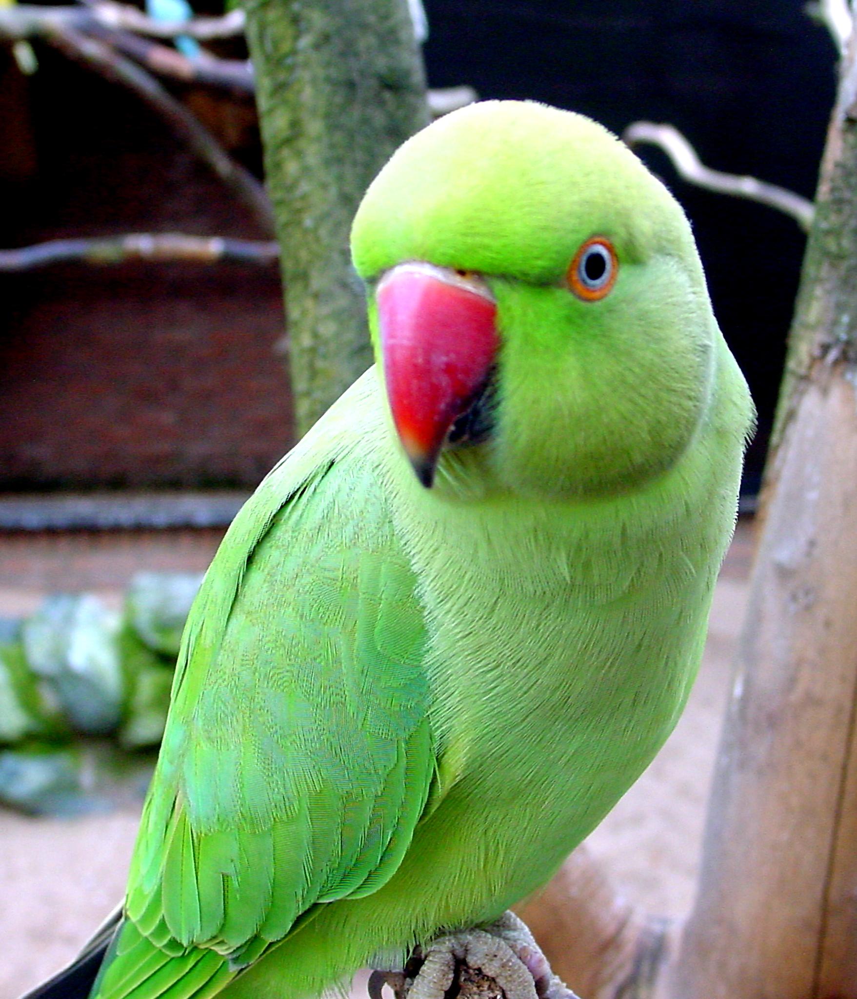 Free images of parrot