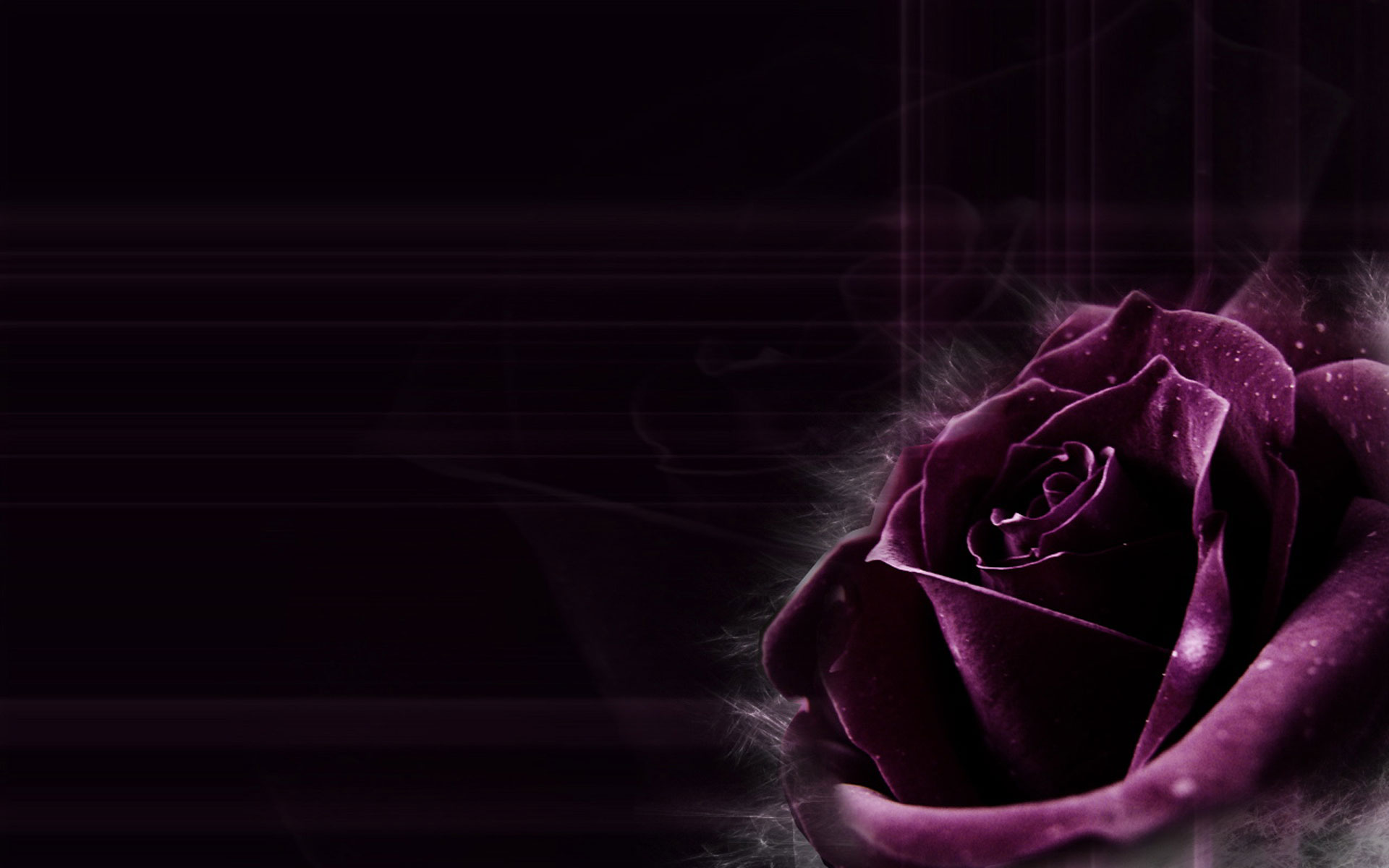 Plant desktop background of dark purple rose the incense close up 1920x1200