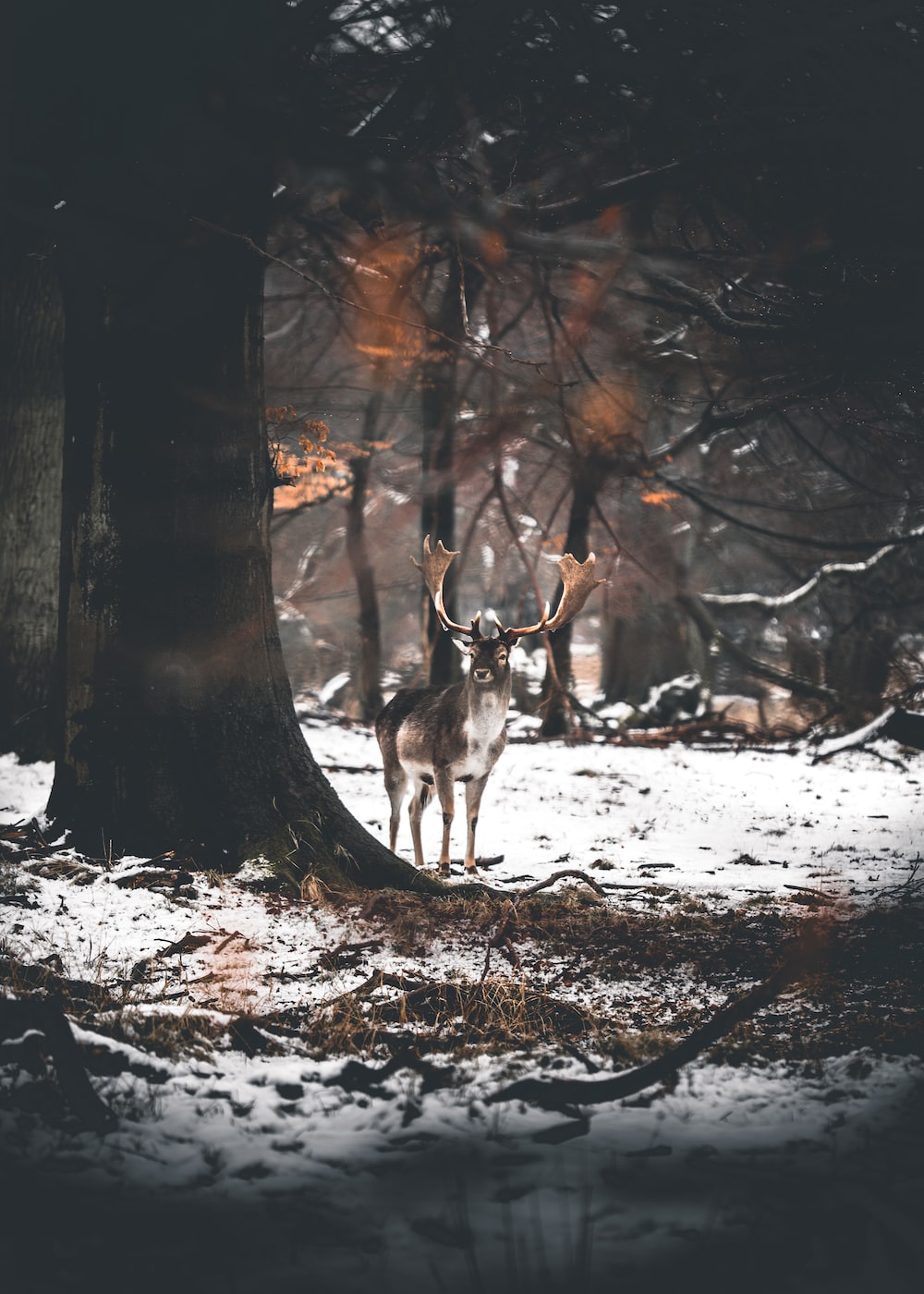 Deer Snow Pictures Download Free Images on