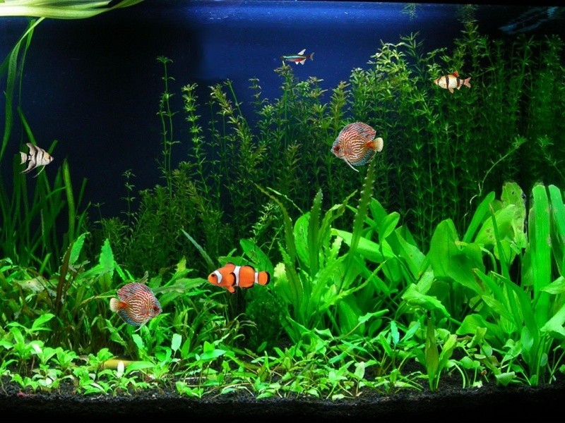 mac fish tank screensaver