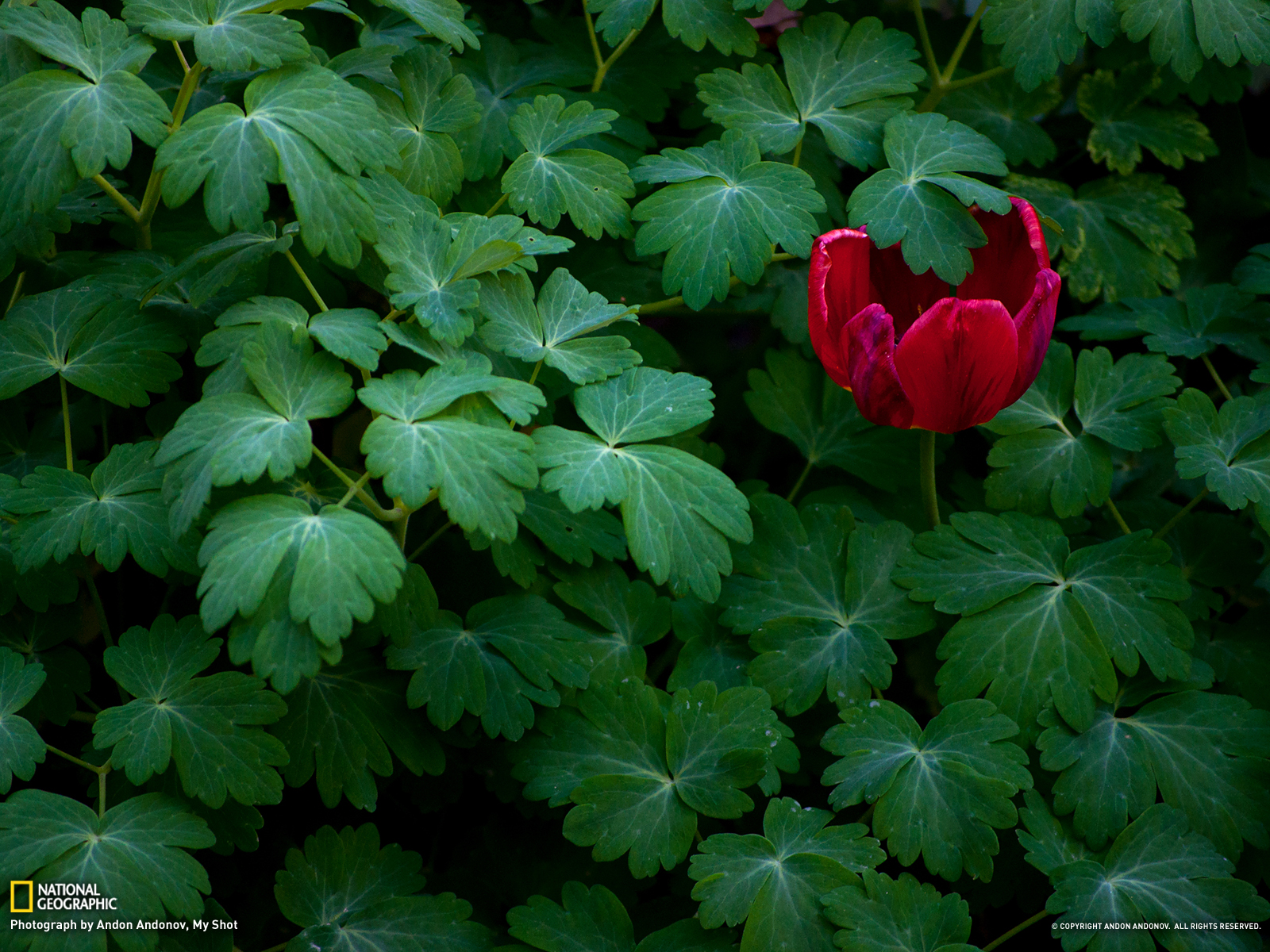Tulip Picture Flower Wallpaper National Geographic Photo Of The