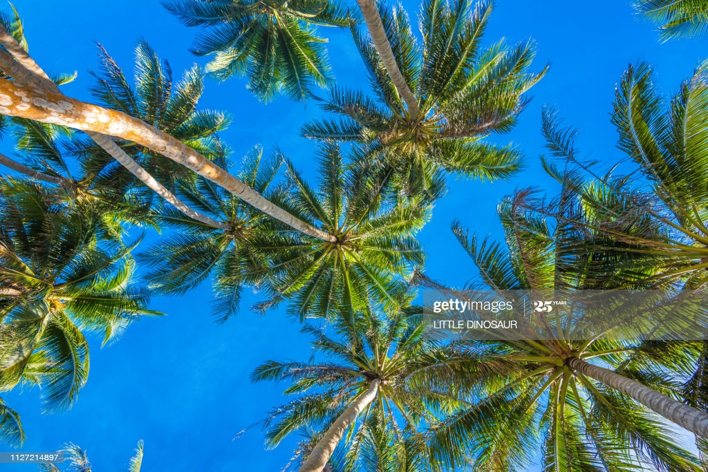 Tropical Background Palm Trees In Blue Sky Yap Micronesia High Res