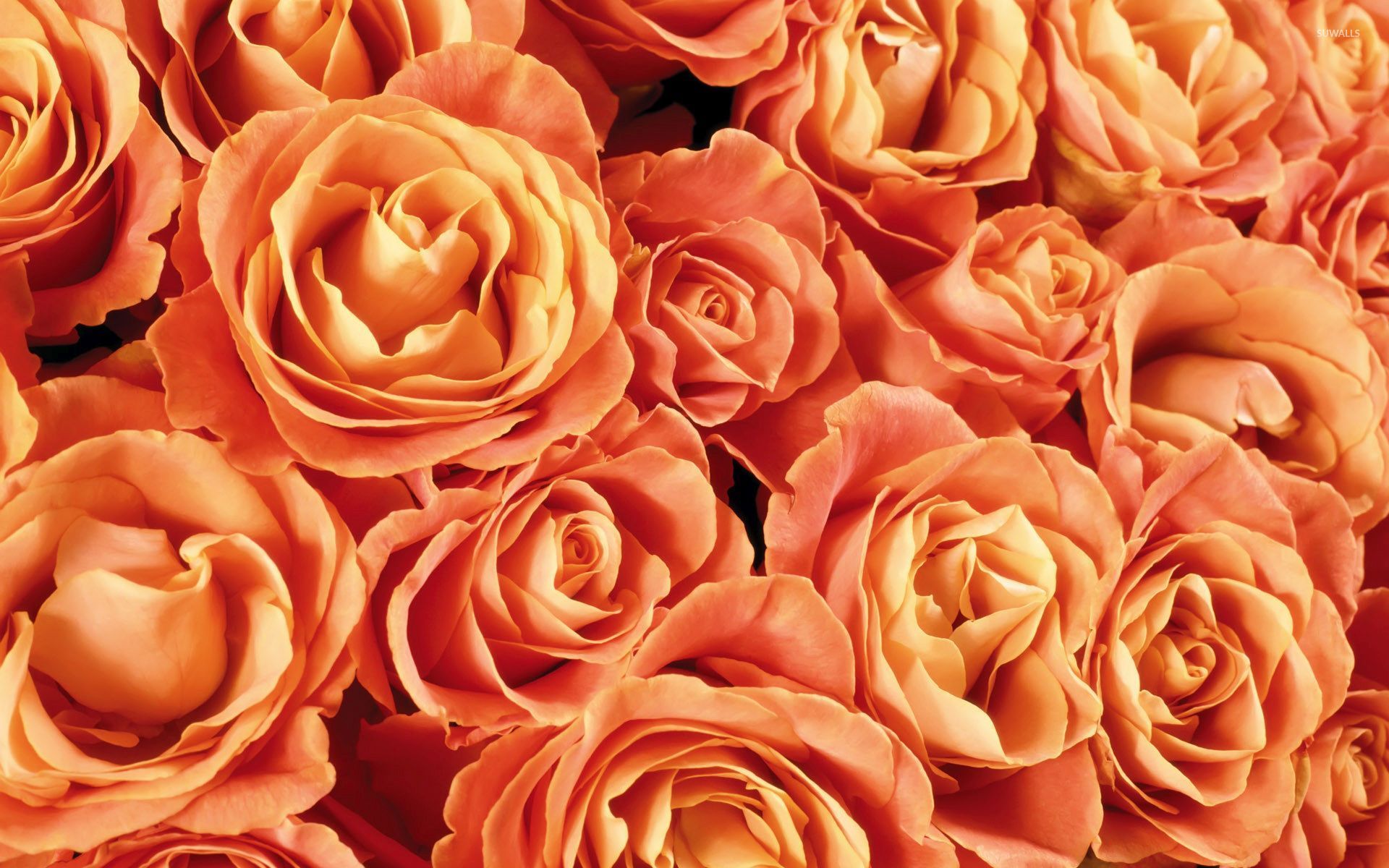 Orange roses wallpaper   Flower wallpapers   53987