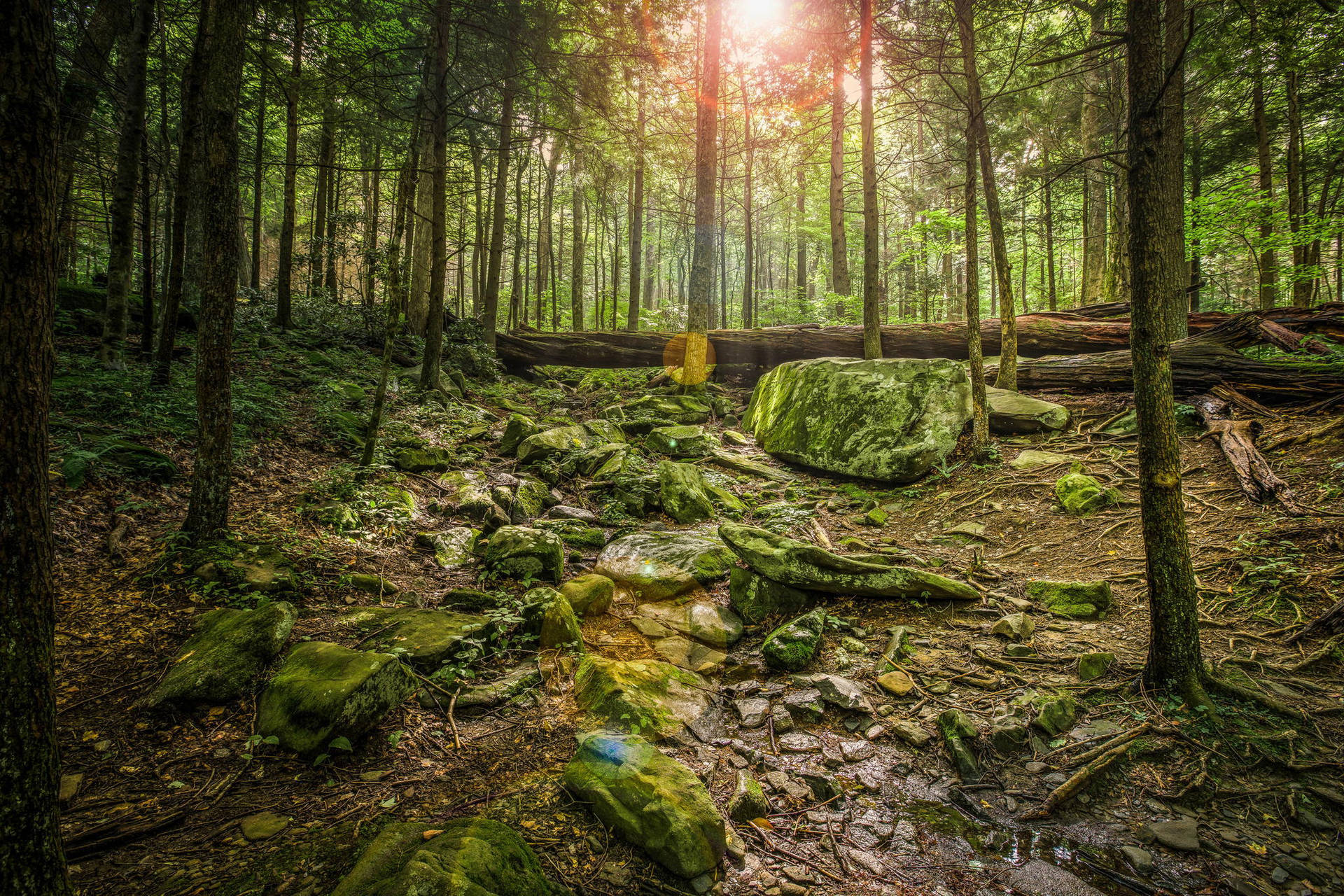 Forest Wallpaper