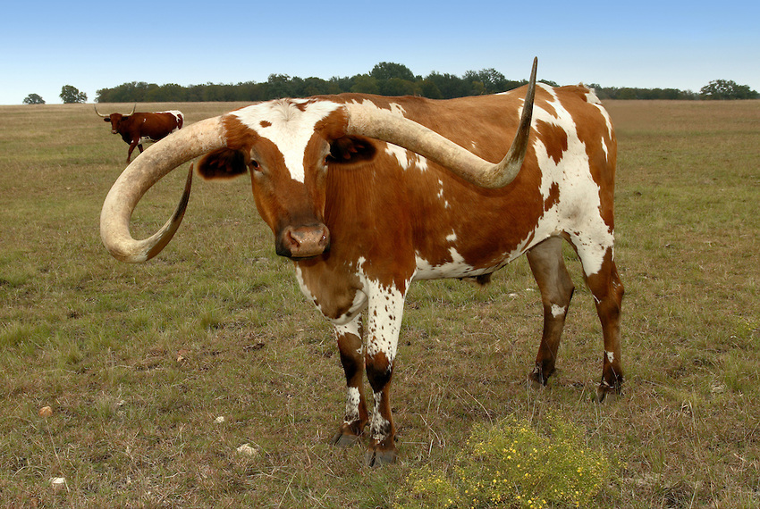 Longhorn Cattle Bulls The Texas Is A Breed Of Known