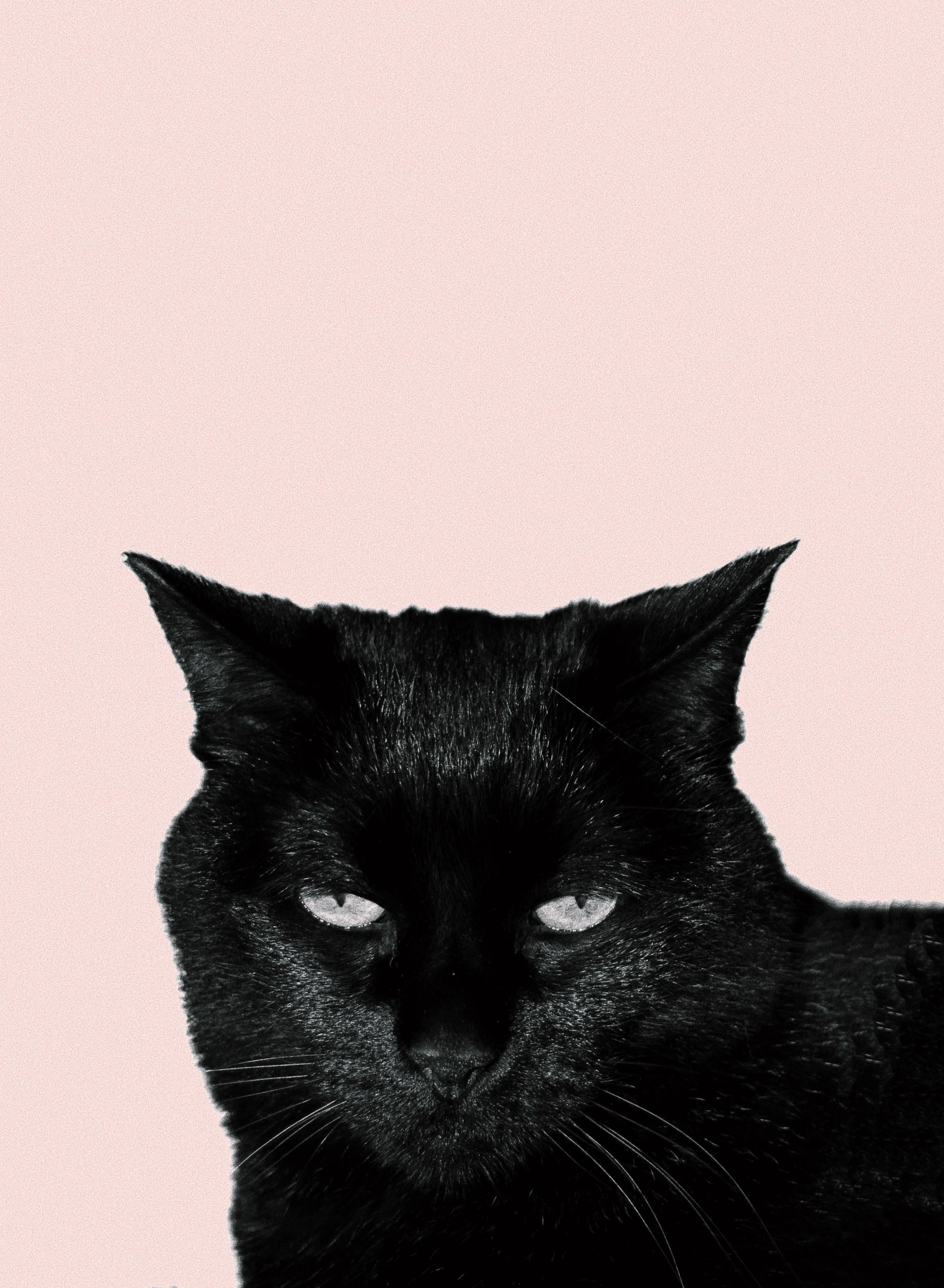 My Fianc Made A iPhone Wallpaper Of Her Photogenic Cat High