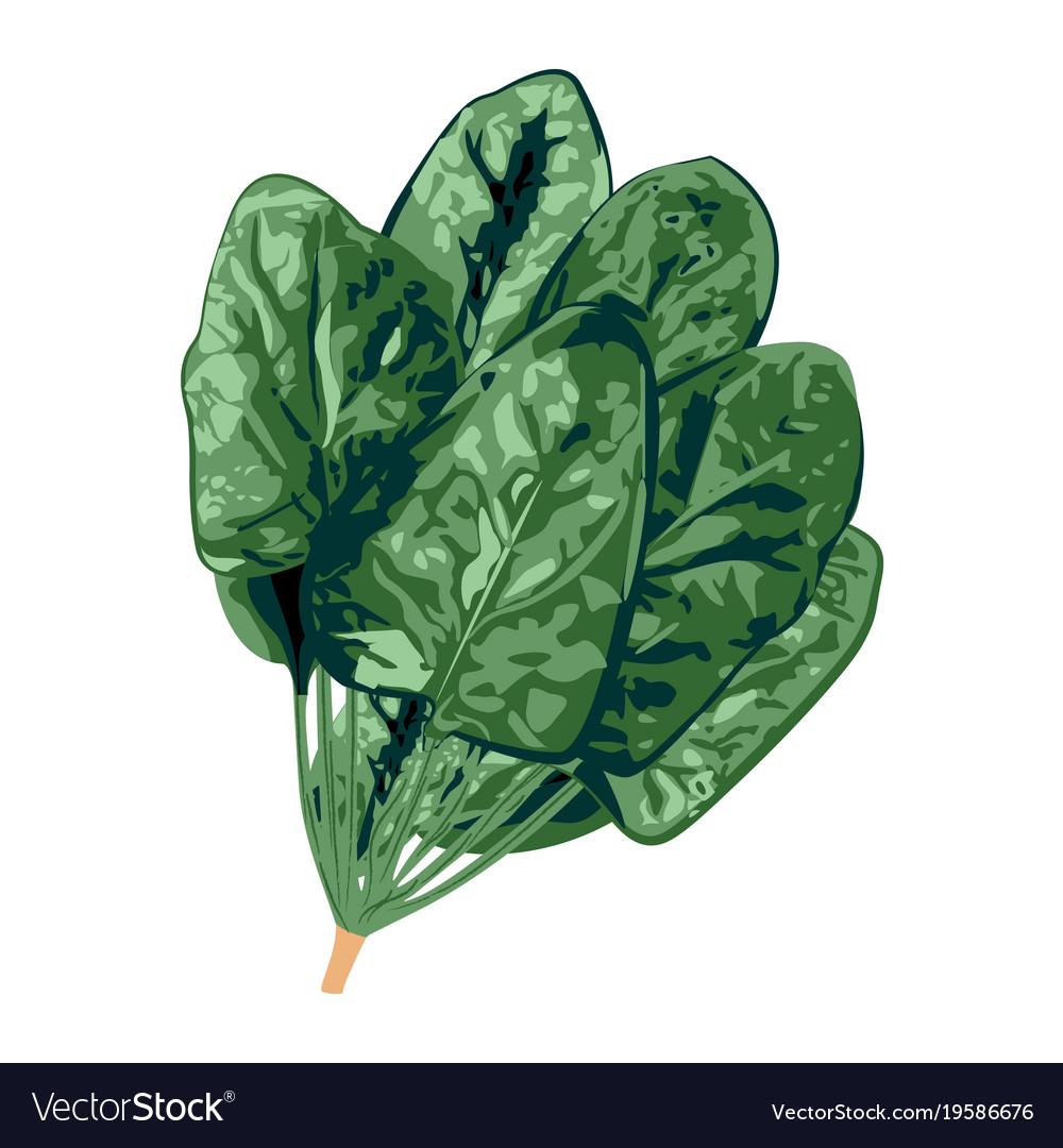 Bunch Of Spinach On A White Background Royalty Vector