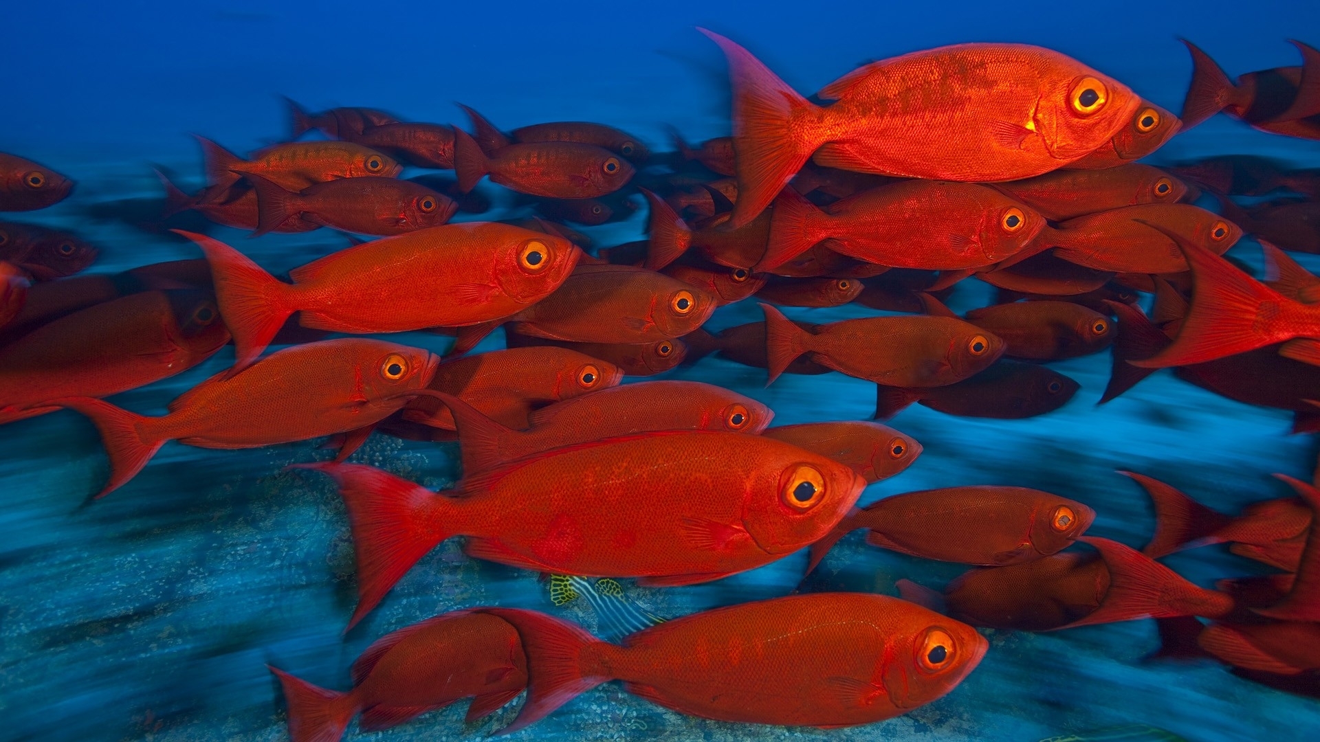 Fishes Tropical Red Color Eyes Underwater Sea Ocean Water Wallpaper