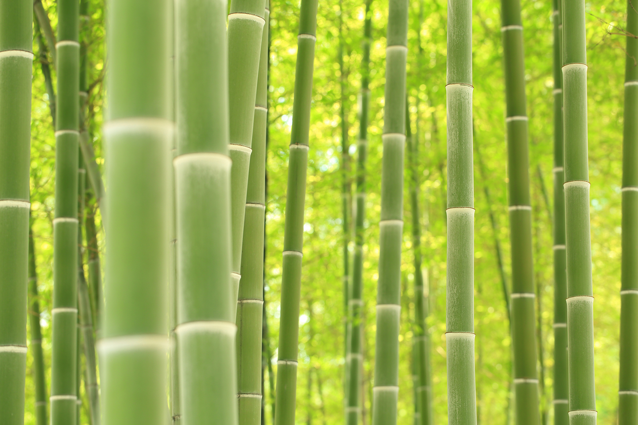 Picture Texture Bamboo Closeup Wallpaper