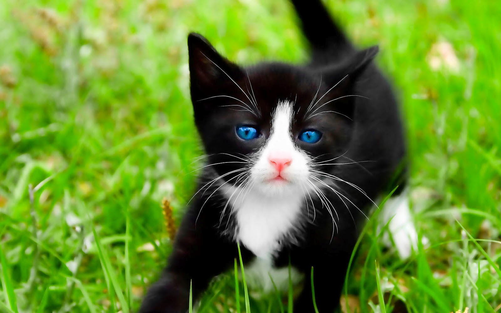 Wallpaper With A Black Cat On The Grass HD Cats Background