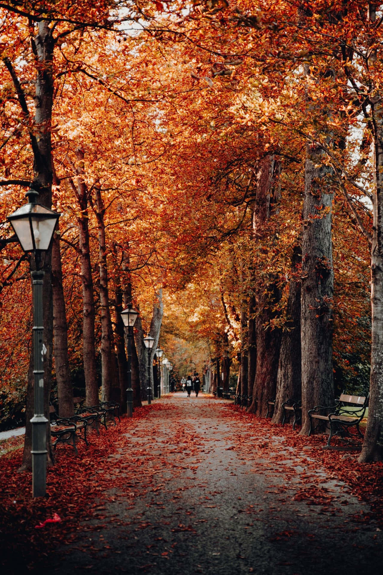 Fall Leaves iPhone Wallpaper