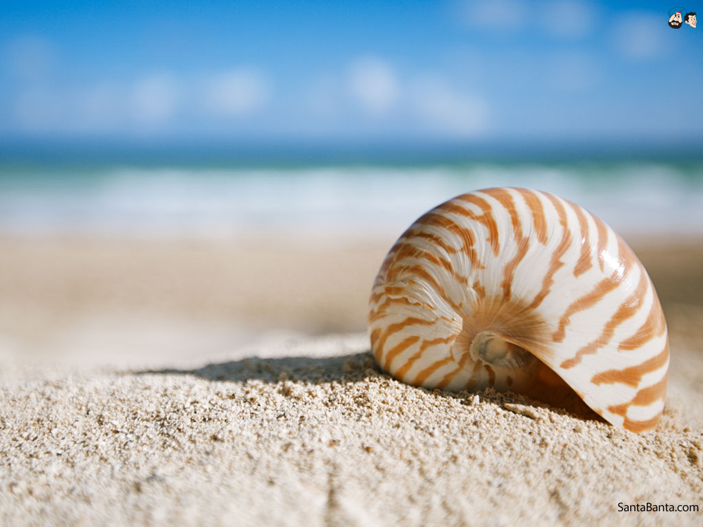Wallpaper Sea Shells On Beach X Kb Jpeg HD